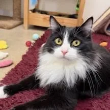 A young medium-sized male Domestic Short Hair cat named Shaggy for adoption in Napa, CA