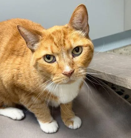 A senior small-sized male Domestic Short Hair cat named Simba for adoption in Sacramento, CA