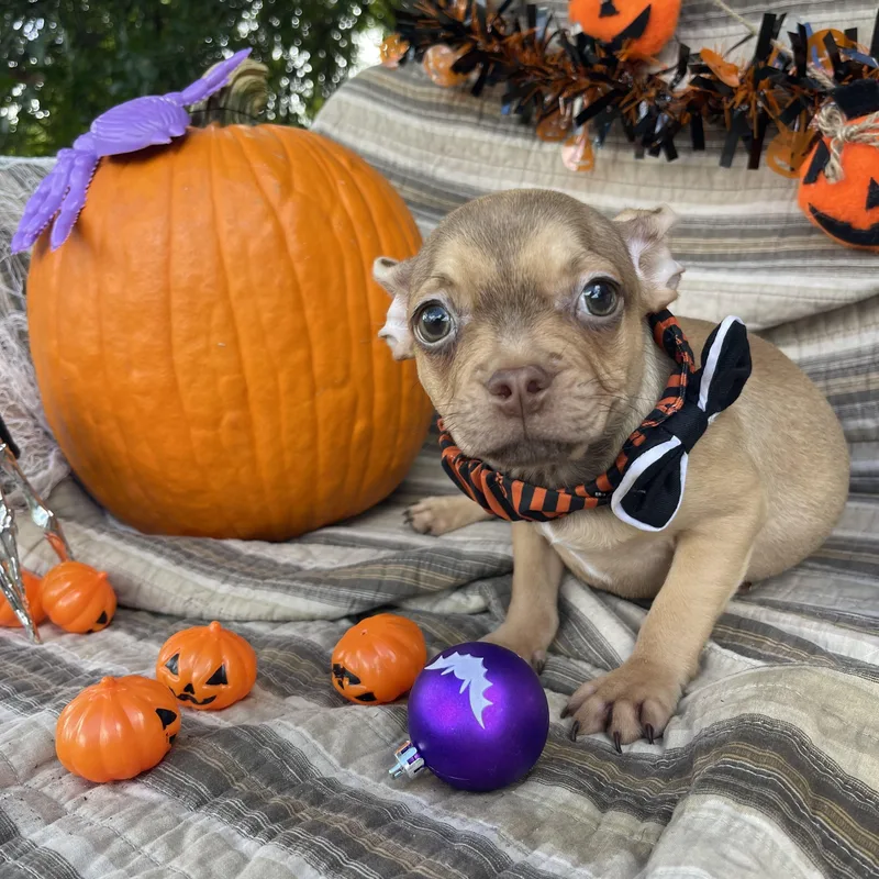 A baby small-sized male French Bulldog dog named Swiss for adoption in Sebring, FL