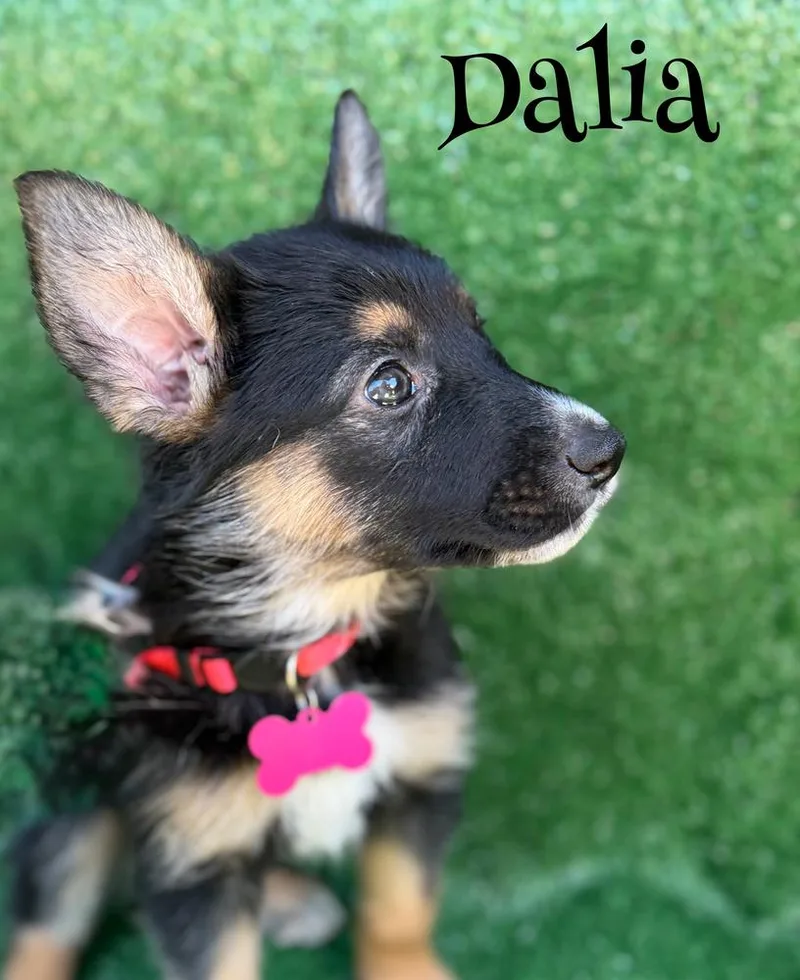 A baby large-sized female Brown / Chocolate German Shepherd Dog dog named Dalia for adoption in Pleasant Hill, CA