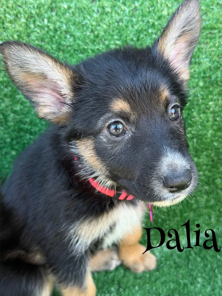 Dalia thumbnail 2