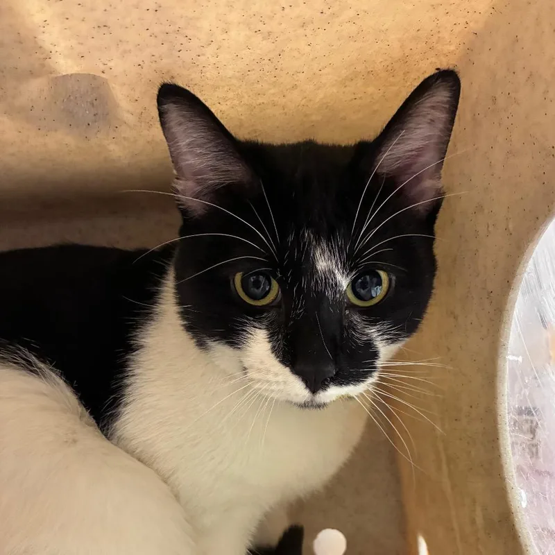 An adult large-sized male Black Domestic Short Hair cat named Benny for adoption in Reno, NV