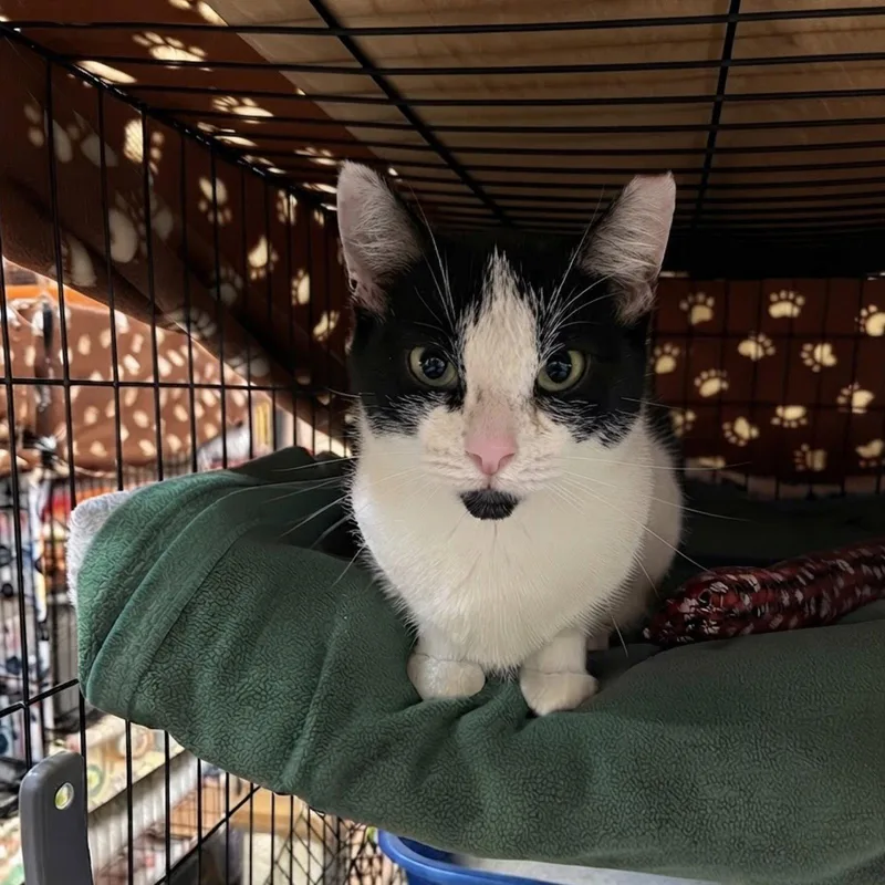 A young medium-sized female Domestic Short Hair cat named Dolly for adoption in Blasdell, NY