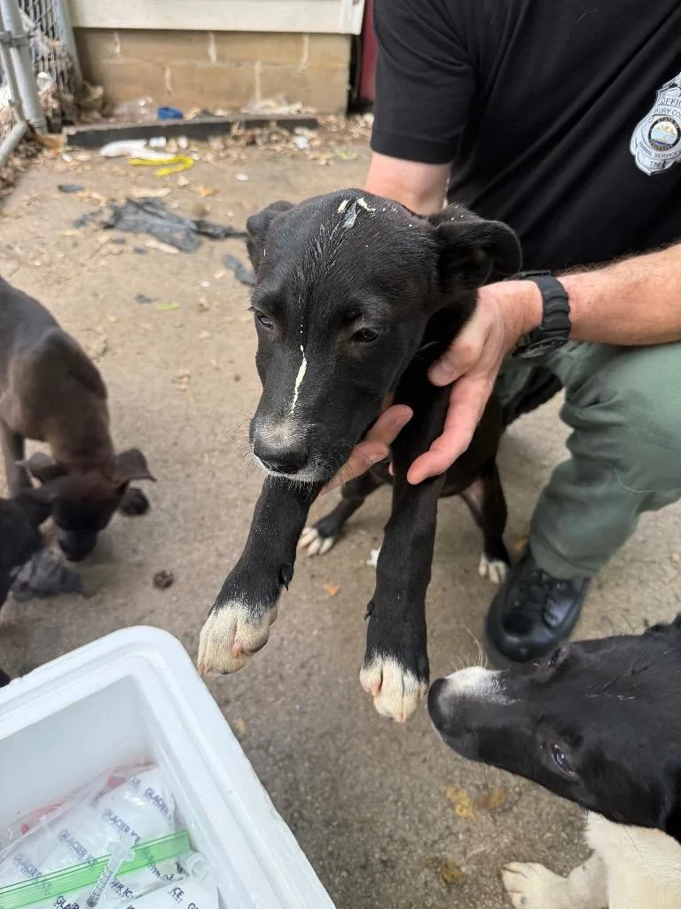 A baby small-sized male Mixed Breed dog named #3 for adoption in Columbia, TN