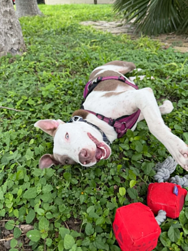 A young medium-sized female Pit Bull Terrier dog named Nani for adoption in Boise, ID