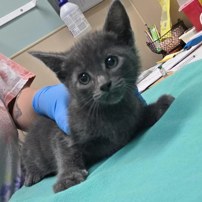 A baby small-sized male Gray / Blue / Silver Domestic Medium Hair cat named Sunset for adoption in Tacoma, WA
