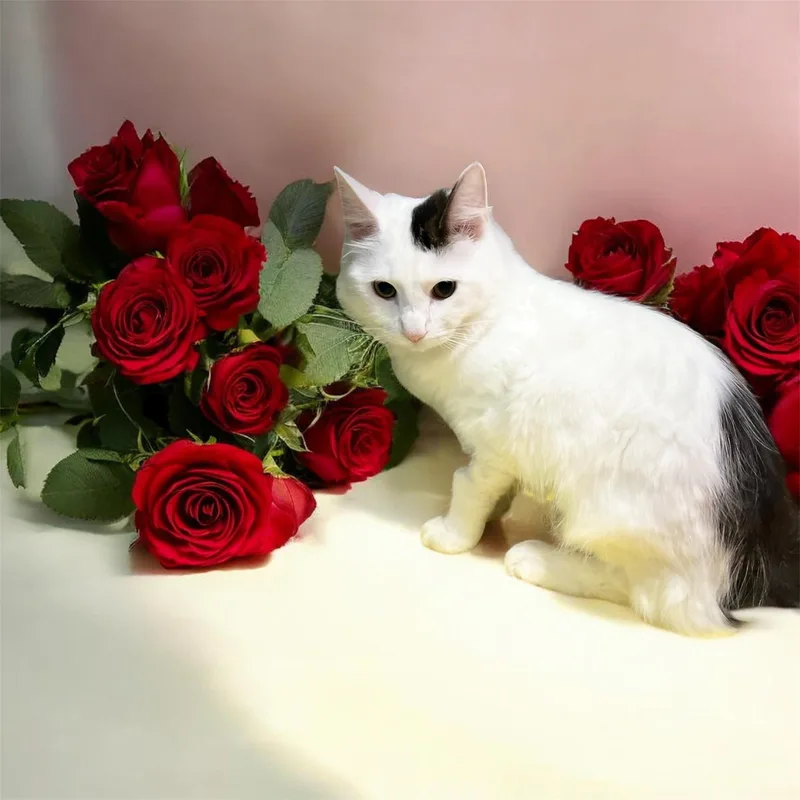 A young medium-sized male Cymric cat named Lukas for adoption in North Bergen, NJ