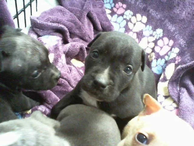 A baby small-sized male Pit Bull Terrier dog named Apollo for adoption in Charlotte, NC