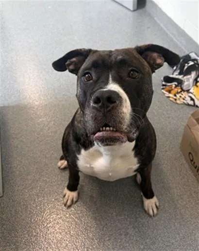 An adult large-sized female Pit Bull Terrier dog named Brass for adoption in Toledo, OH