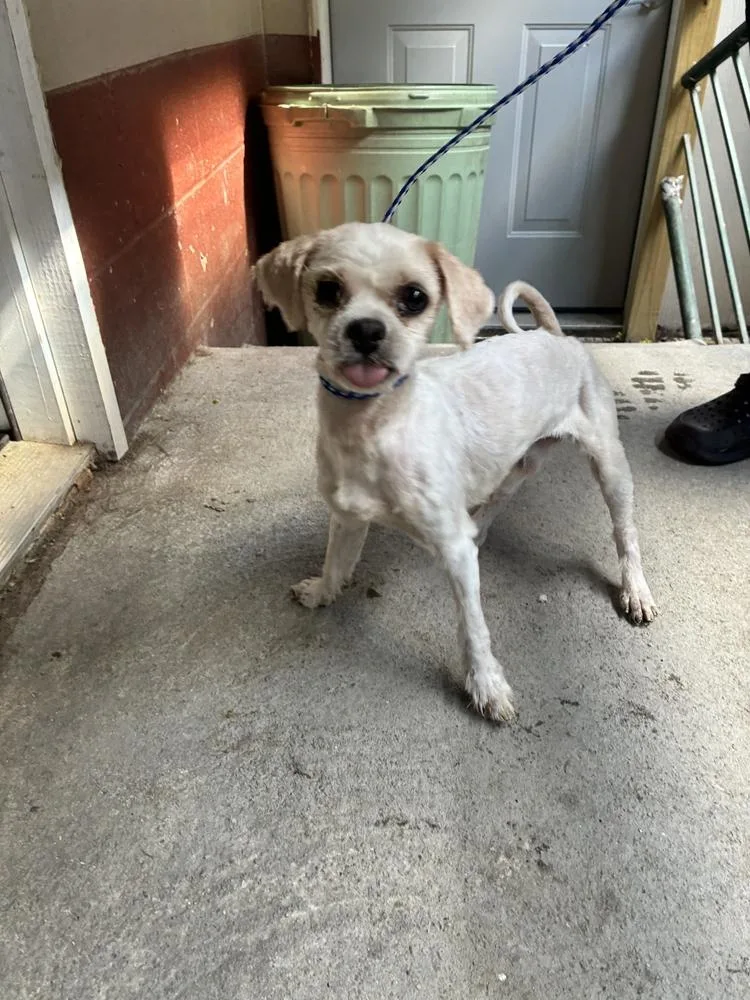 A young medium-sized male Shih Tzu dog named Swiffer for adoption in Marietta, GA