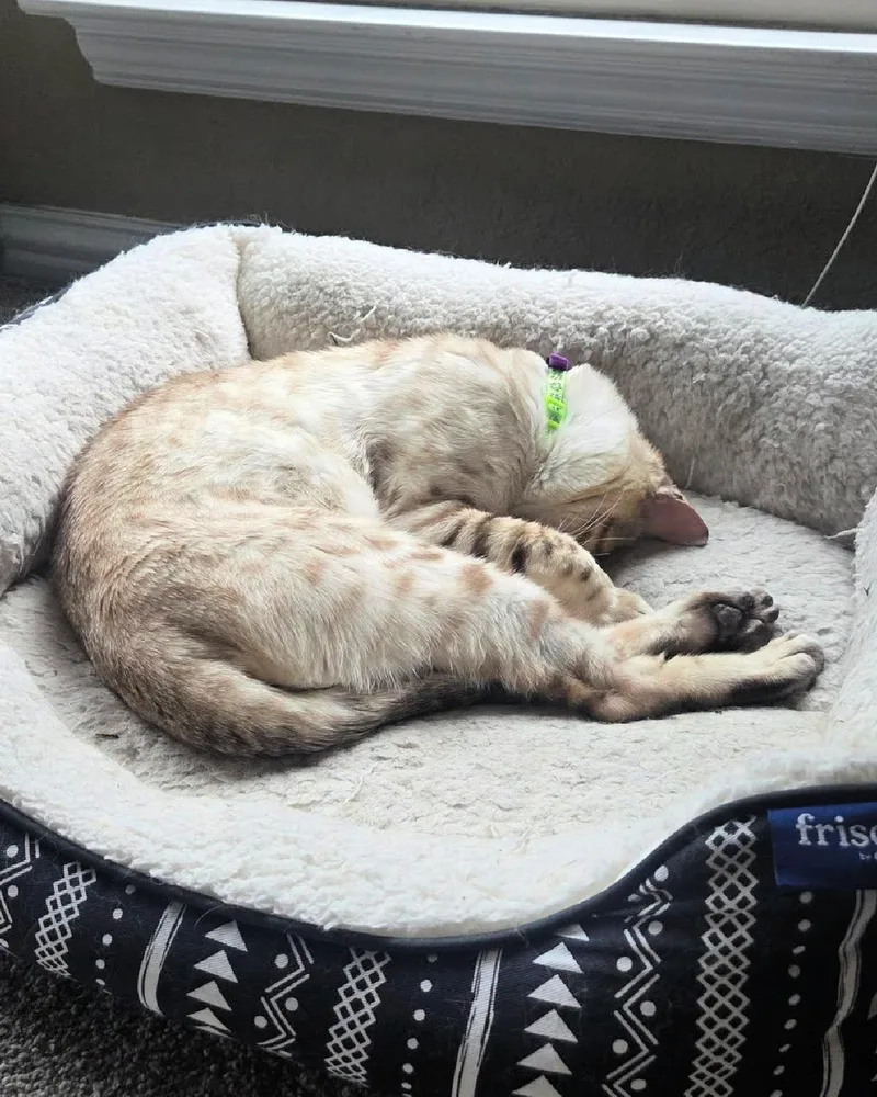 An adult medium-sized male Cream / Ivory Bengal cat named Snow for adoption in Frisco, TX