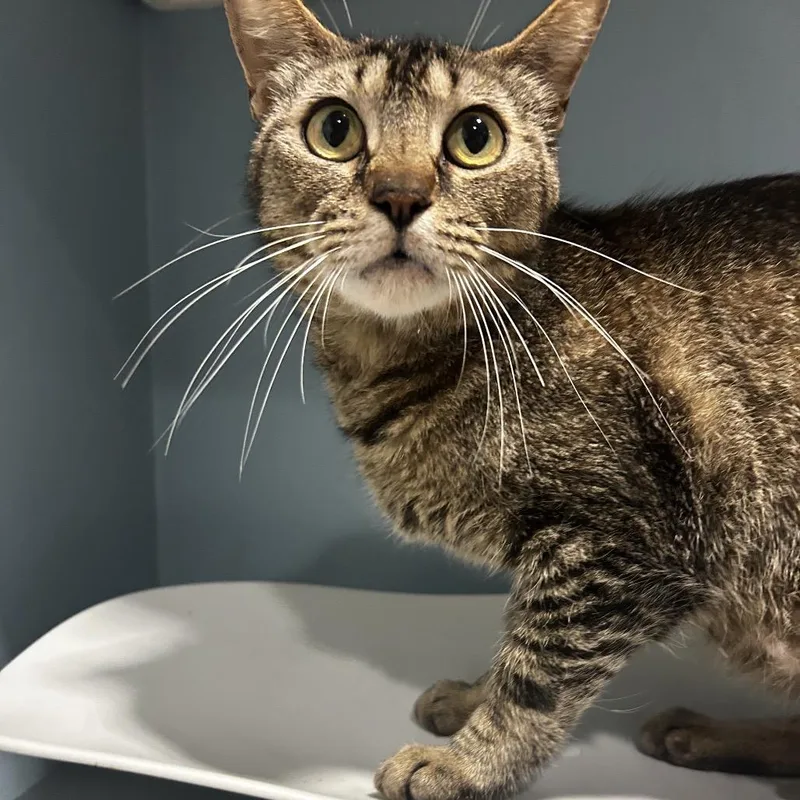 An adult medium-sized female Buff / Tan / Fawn Domestic Short Hair cat named Cola for adoption in Chattanooga, TN