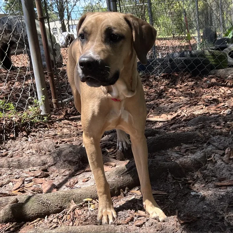 An adult medium-sized female Brown / Chocolate Mixed Breed dog named Rae for adoption in Titusville, FL