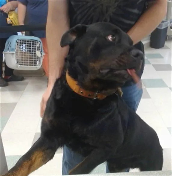 A young large-sized male Rottweiler dog named Abe for adoption in Oklahoma City, OK