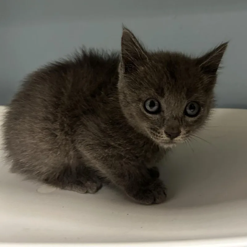 A baby small-sized female Gray / Blue / Silver Domestic Short Hair cat named Ketchup for adoption in Chattanooga, TN