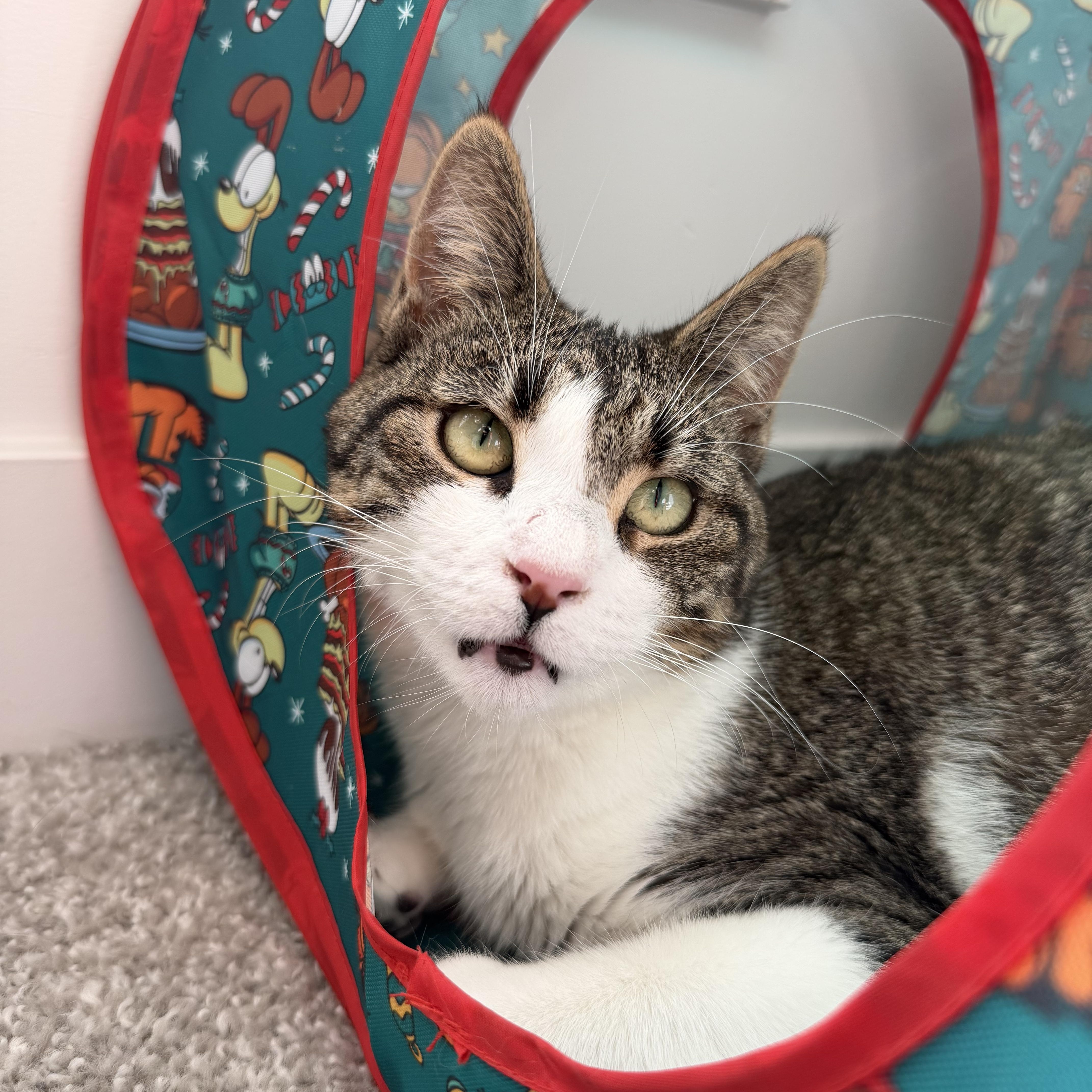 A young medium-sized female Tabby (Brown / Chocolate) Domestic Short Hair cat named Rizzo for adoption in Midvale, UT