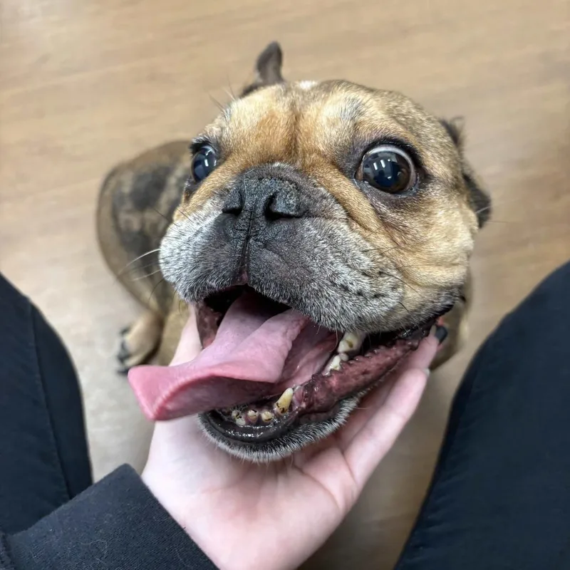 Twinkle Toes thumbnail 2