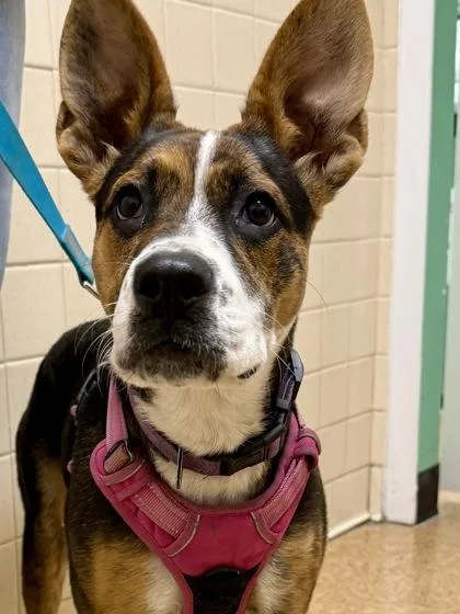 An adult medium-sized female Terrier dog named Basil for adoption in San Antonio, TX