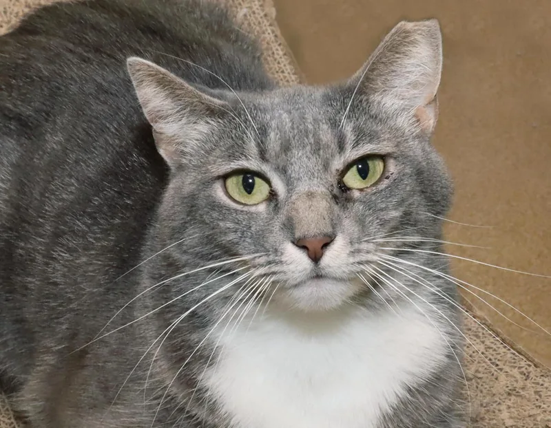 An adult medium-sized female Tabby (Gray / Blue / Silver) Tabby cat named Bailey for adoption in Euclid, OH