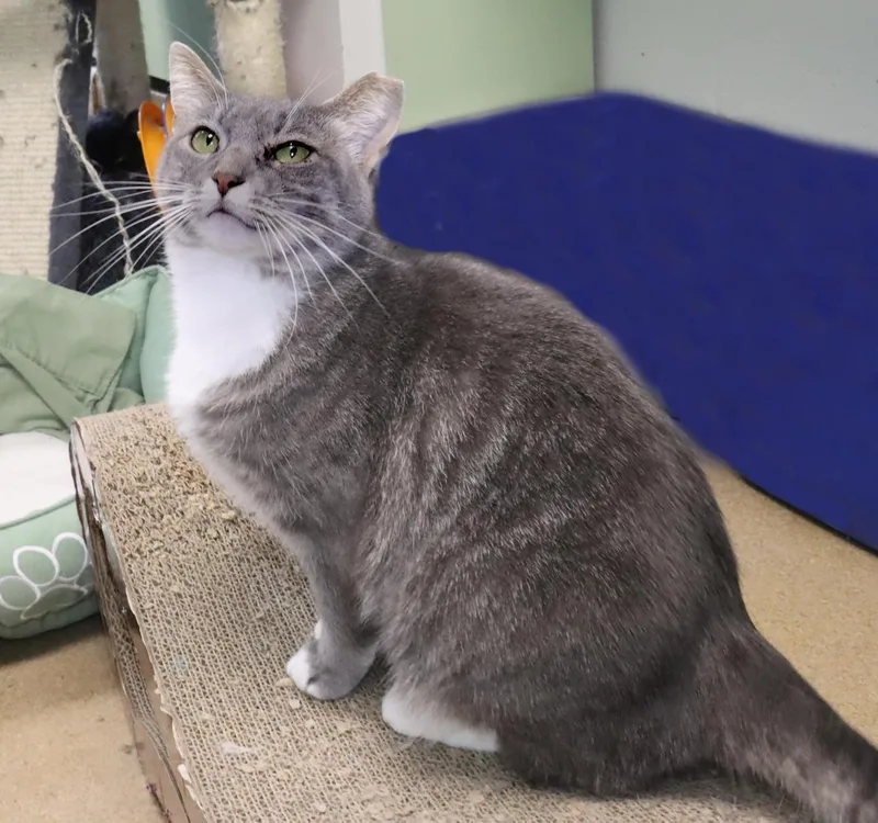 Bailey thumbnail 5