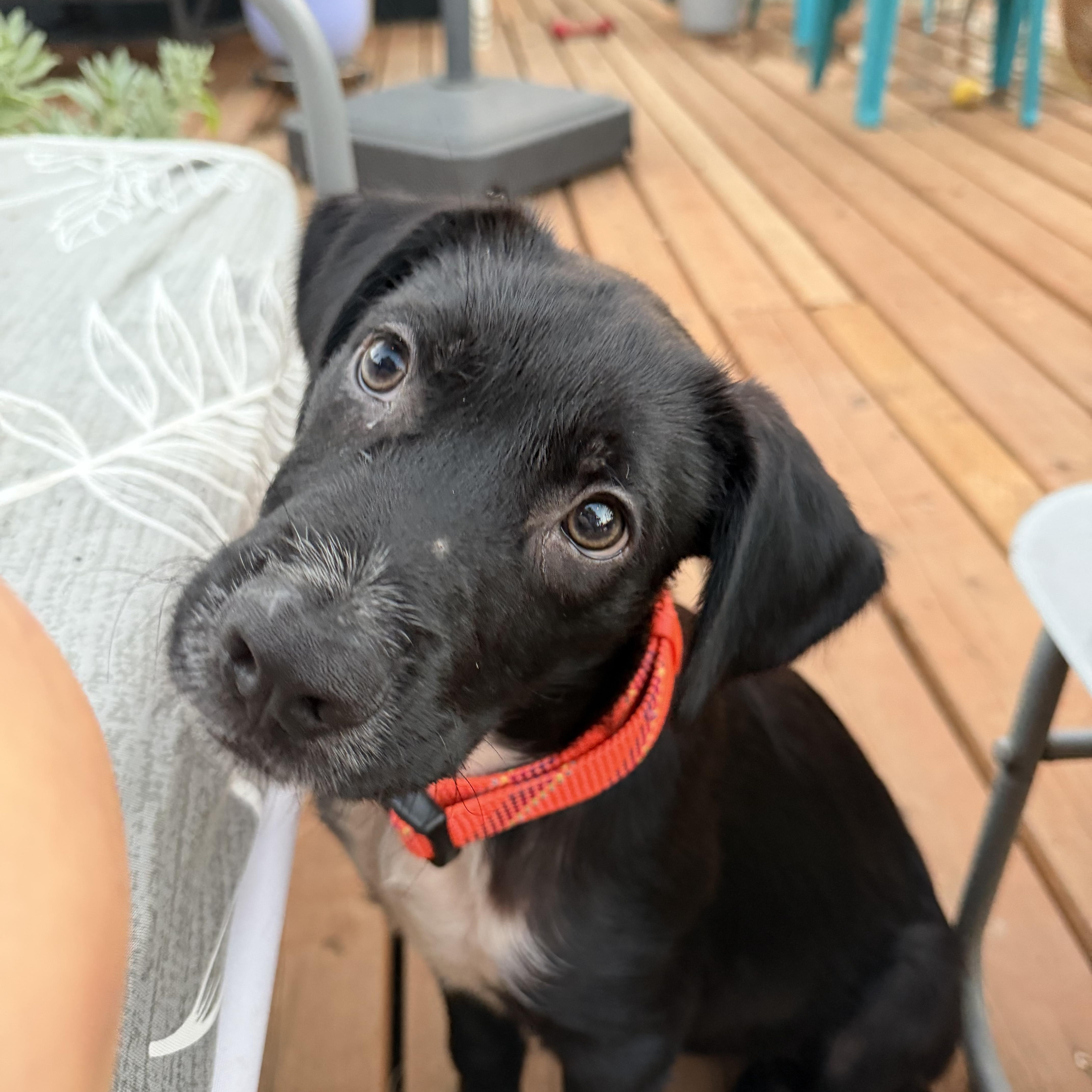 A baby medium-sized male Black Collie dog named Spumoni for adoption in Eugene, OR