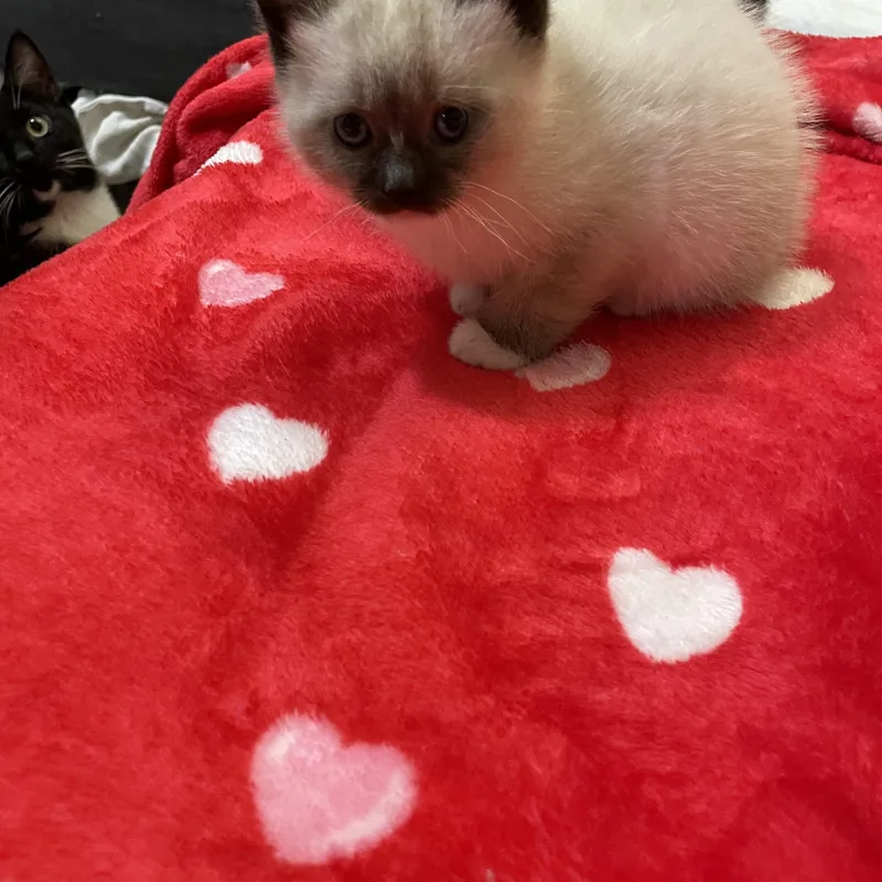 Legolas Bonded With Mama thumbnail 4
