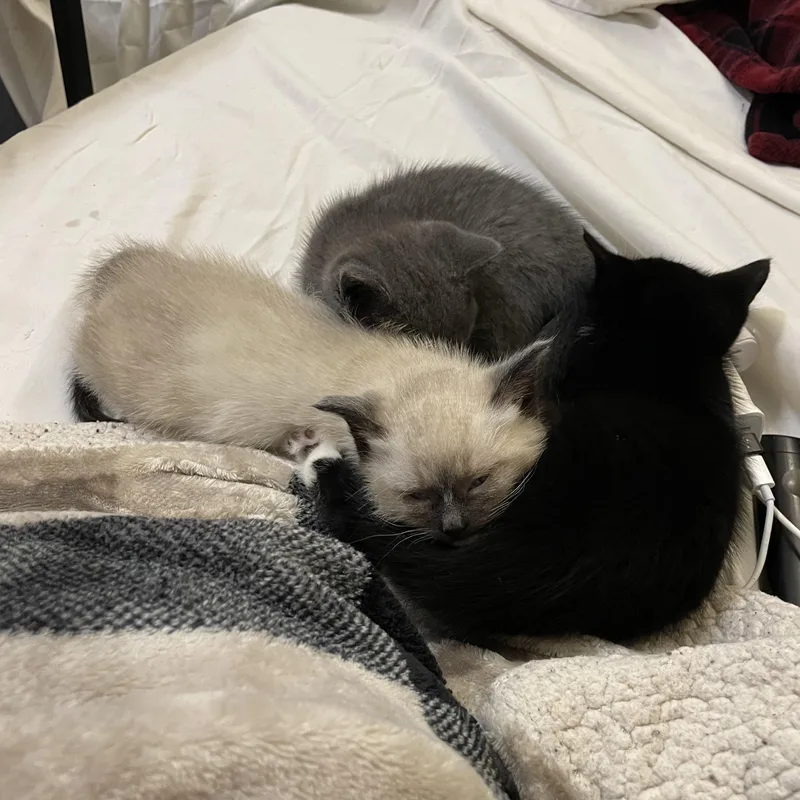Legolas Bonded With Mama thumbnail 5