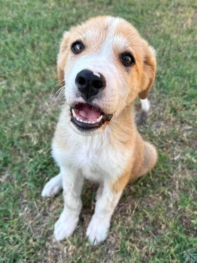 A baby large-sized male Border Collie dog named Archer for adoption in Shawnee, OK