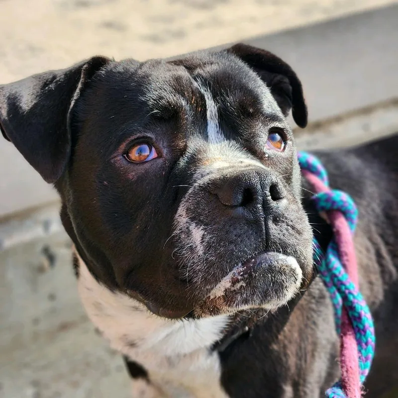 Jelly Jar thumbnail 2