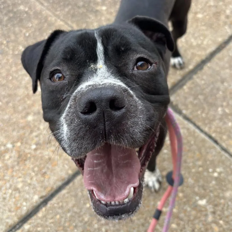 Jelly Jar thumbnail 6