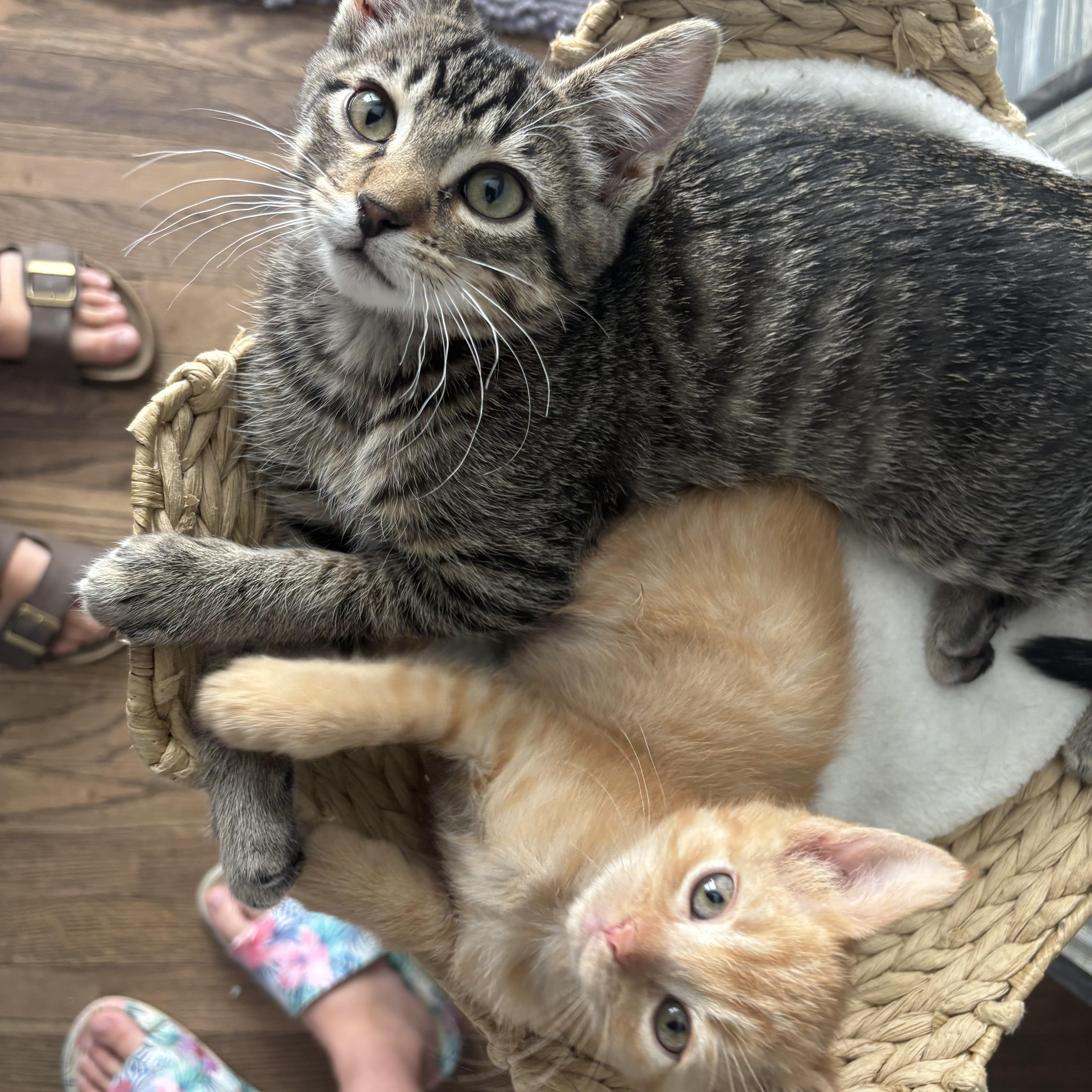 A baby large-sized male Tabby (Orange / Red) Tabby cat named Mowgli for adoption in White Lake, MI