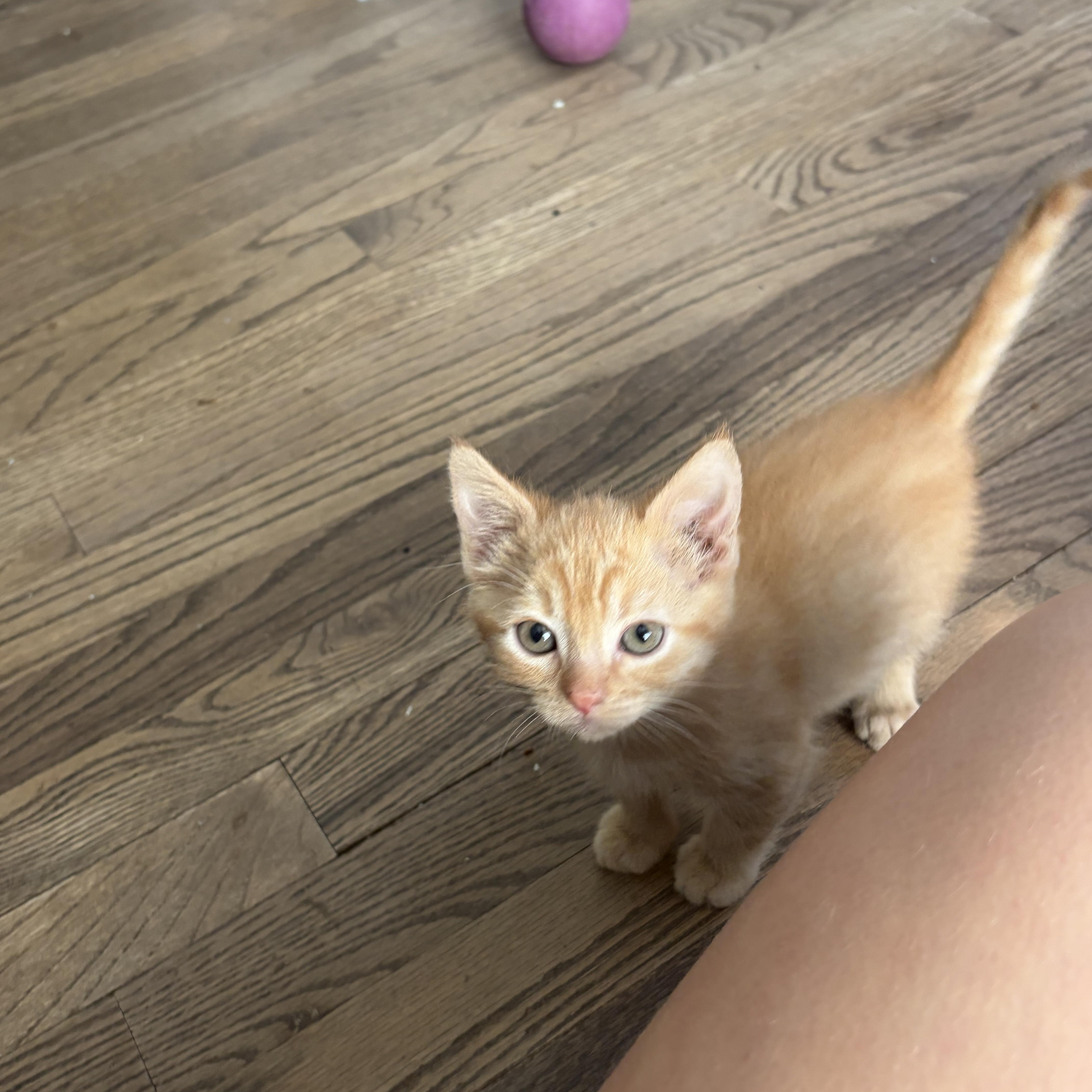 Mowgli thumbnail 2