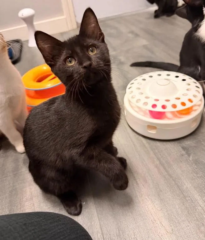A baby small-sized male Black Domestic Short Hair cat named Wild Blue Yonder for adoption in Hudson, NH