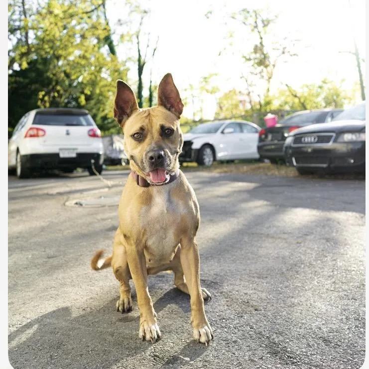An adult medium-sized female Yellow / Tan / Blond / Fawn Mixed Breed dog named Junie for adoption in Hagerstown, MD