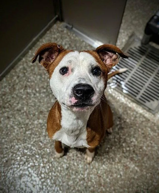 An adult medium-sized male American Bulldog dog named Power for adoption in Clyde, NC