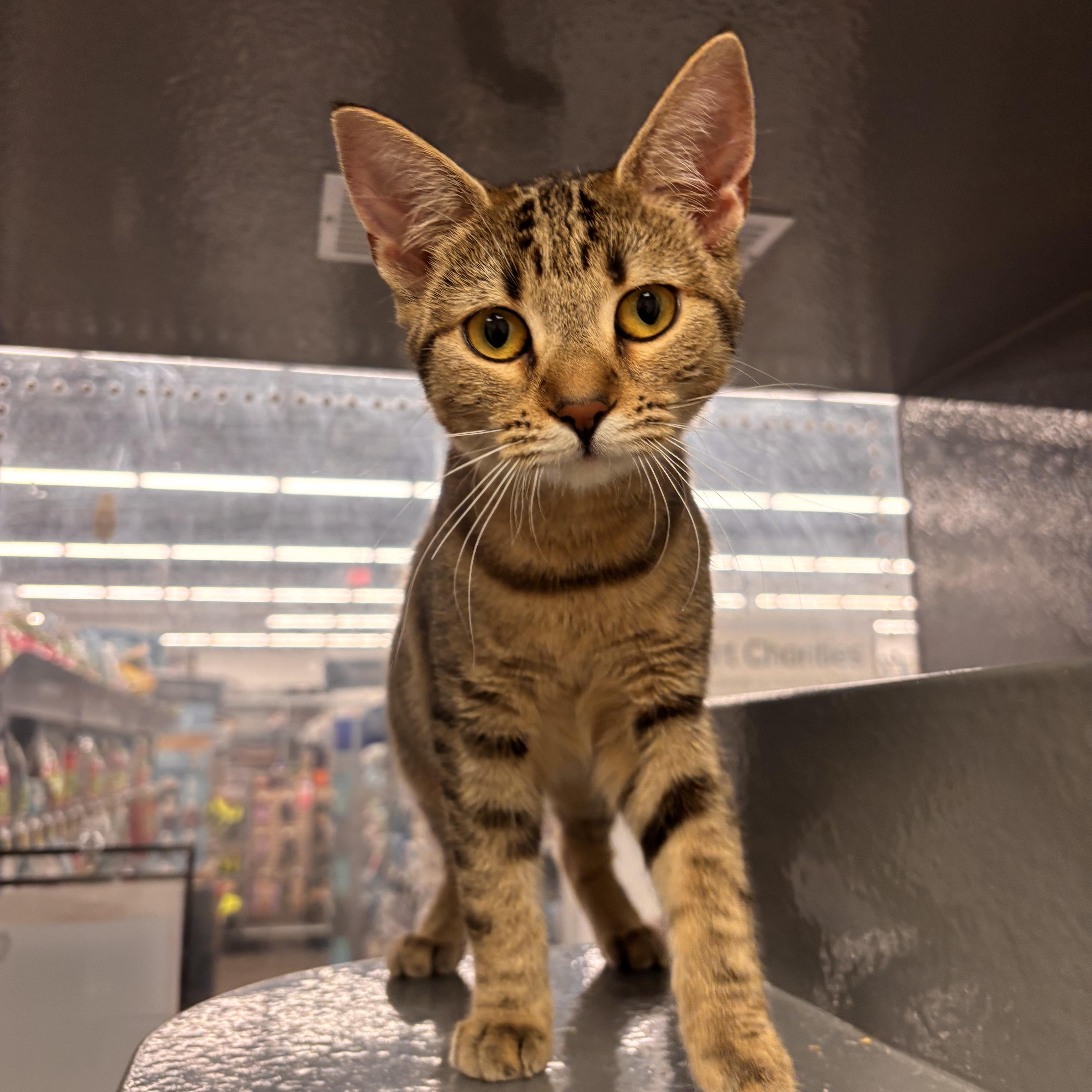 A baby small-sized female Tabby (Brown / Chocolate) Domestic Short Hair cat named Green for adoption in Woodlawn, TN