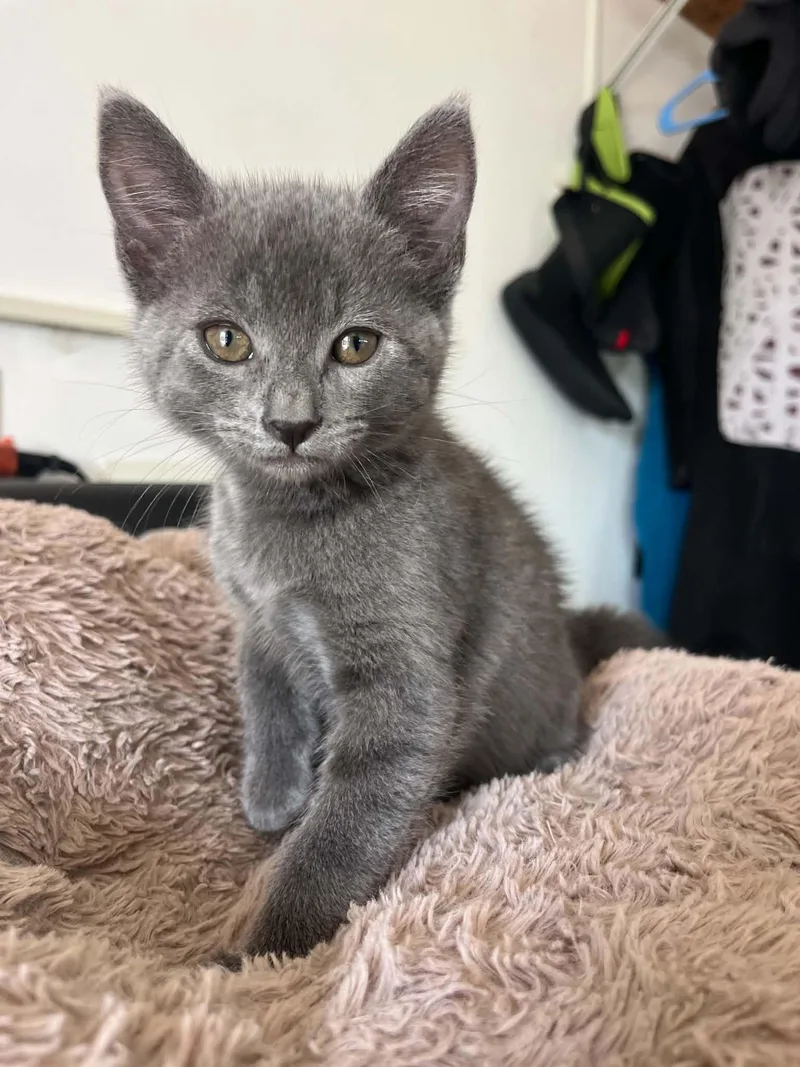 A baby medium-sized male Gray / Blue / Silver Russian Blue cat named Devious for adoption in Poway, CA