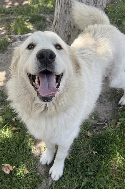 An adult large-sized female Great Pyrenees dog named Chewy for adoption in Riverside, CA