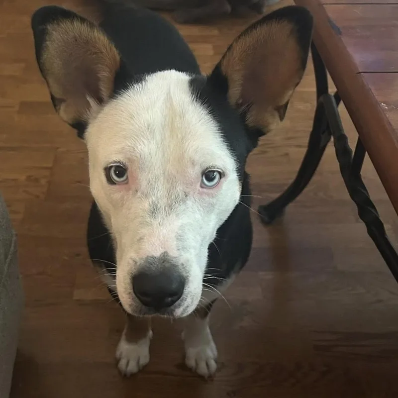 A baby medium-sized male Black Corgi dog named Altuve for adoption in South Houston, TX