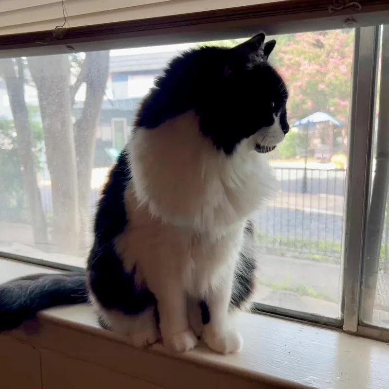 An adult large-sized female Black Domestic Medium Hair cat named Ice Cream Sandwich for adoption in Austin, TX