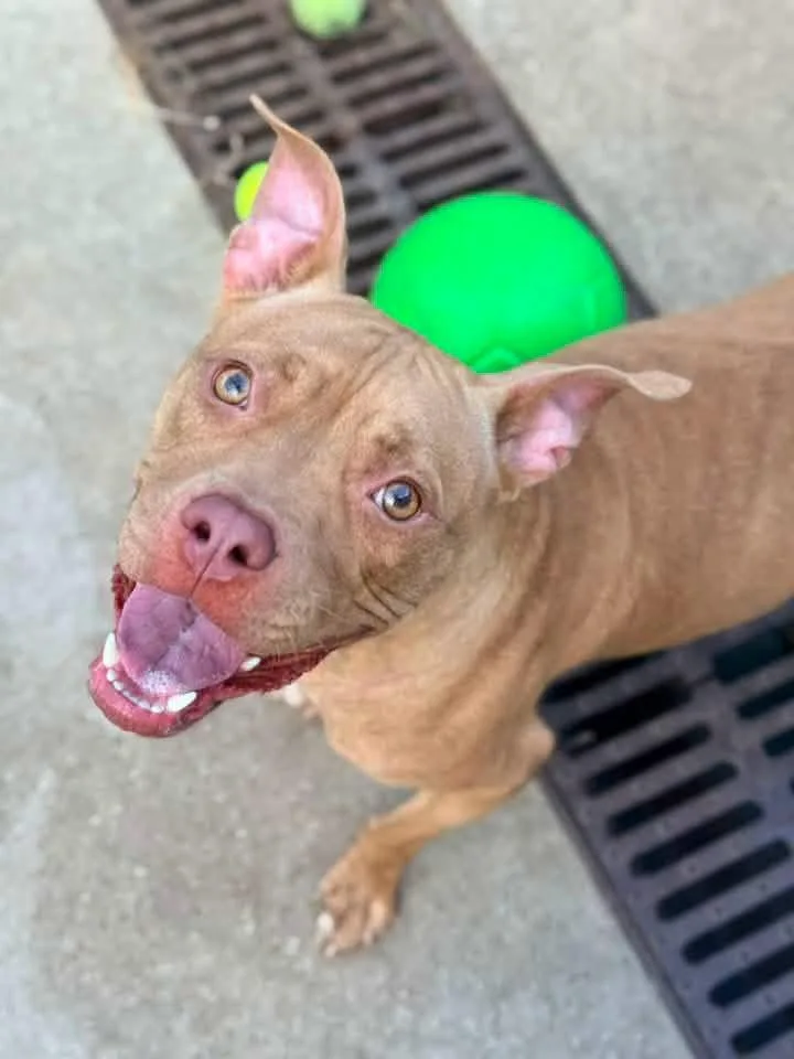 An adult medium-sized female Yellow / Tan / Blond / Fawn Pit Bull Terrier dog named Jessica Jane for adoption in Chicago, IL