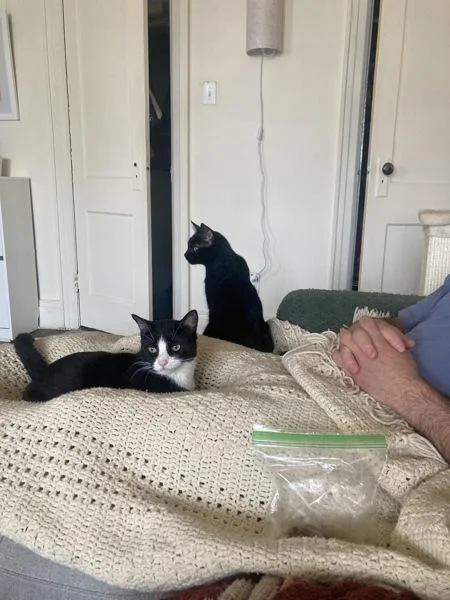 An adult medium-sized female Domestic Short Hair cat named Hilly for adoption in Ridgewood, NY