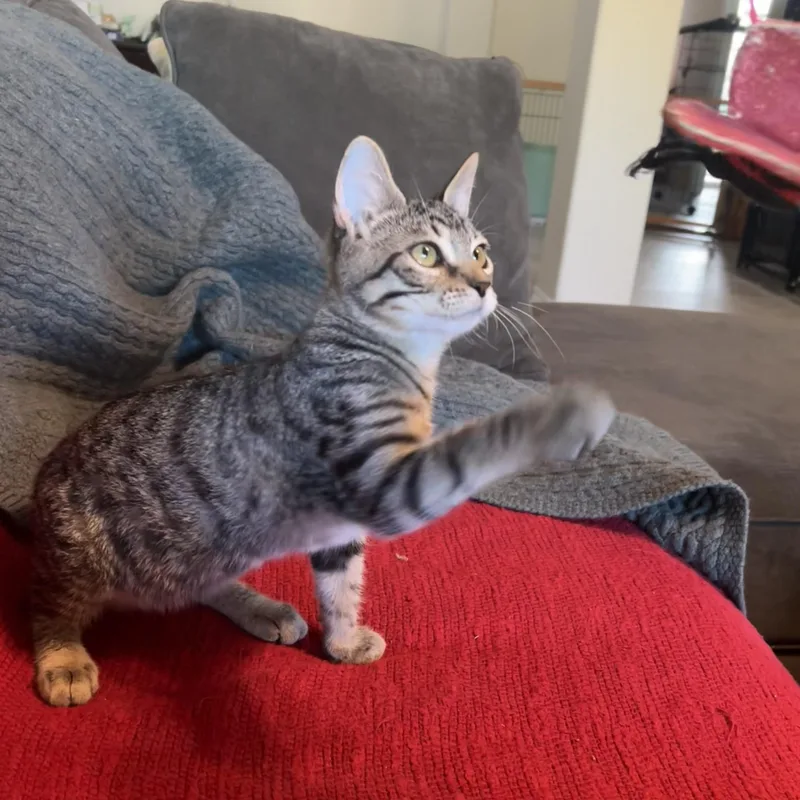 A baby medium-sized male Tabby (Brown / Chocolate) Domestic Short Hair cat named Frido for adoption in Liverpool, TX