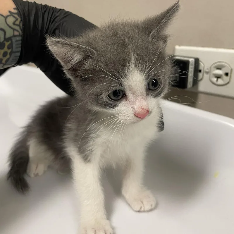 A baby small-sized female Domestic Short Hair cat named Gooseberry for adoption in Chicago, IL