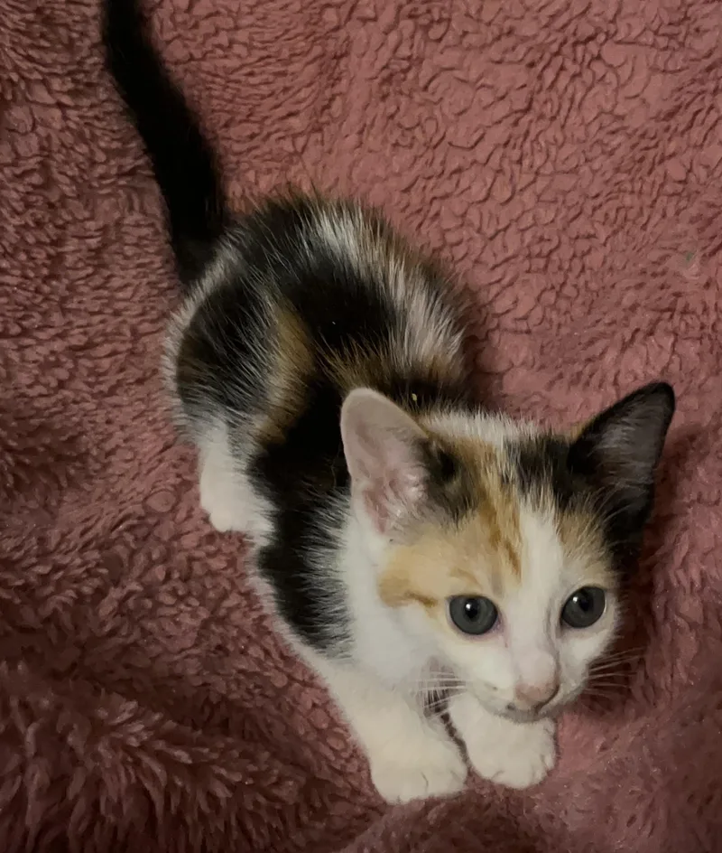 A baby medium-sized female Calico cat named Pinky for adoption in Columbia, SC