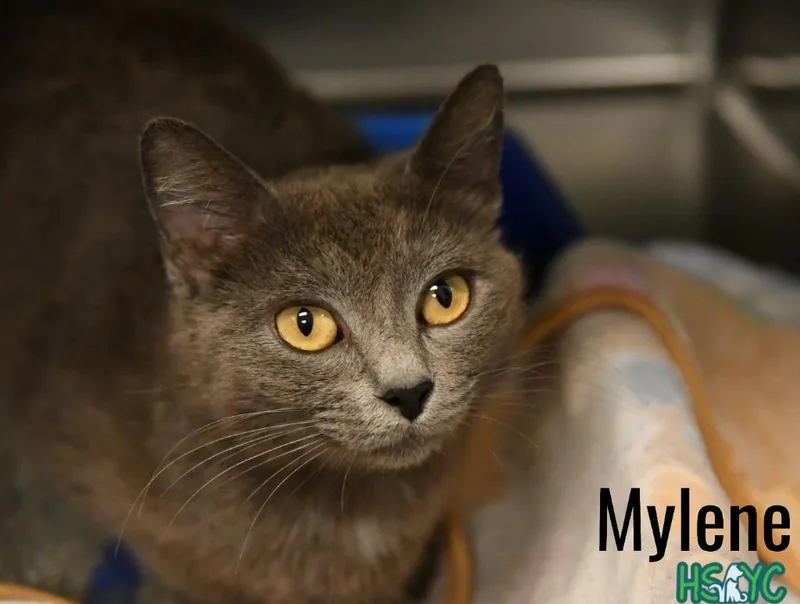 A young medium-sized female Domestic Short Hair cat named Mylene for adoption in Fort Mill, SC