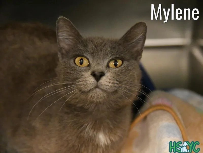Mylene thumbnail 2