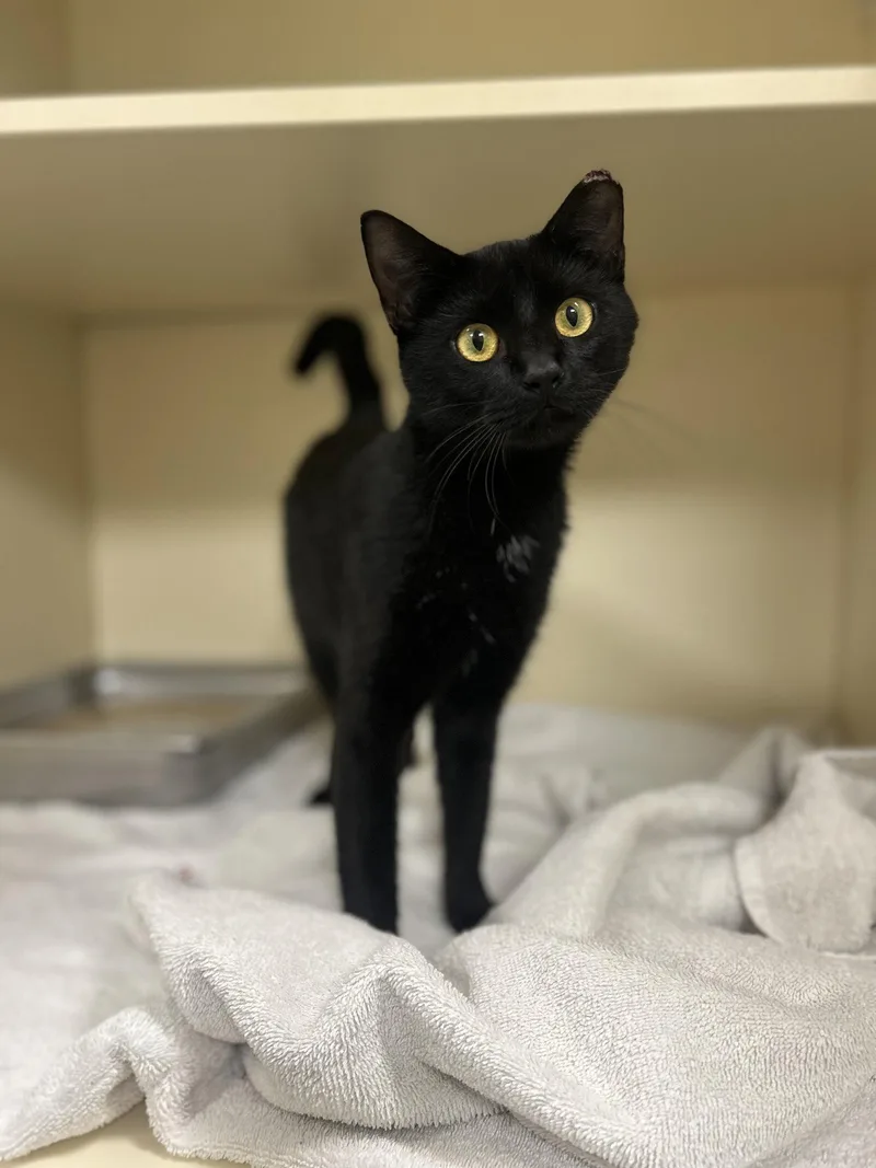 A young medium-sized female Domestic Short Hair cat named Lucky Charm for adoption in Lancaster, PA
