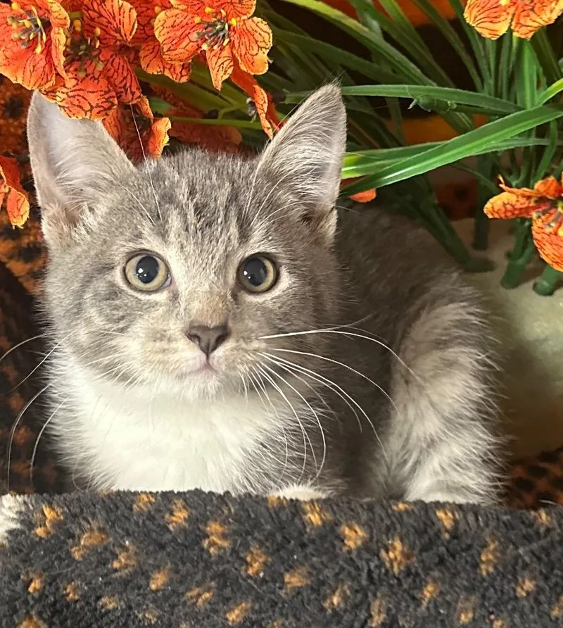 A baby small-sized male Domestic Short Hair cat named Jett for adoption in Stillwater, OK