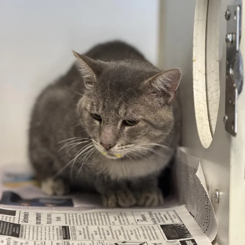 A senior large-sized male Domestic Short Hair cat named Derek for adoption in Pauls Valley, OK